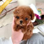 TIPPY - FEMALE (PURCHASED by SANDRA)