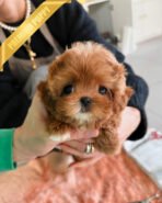 JESSICA - FEMALE (PURCHASED by SHIN)