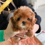 JESSICA - FEMALE (PURCHASED by SHIN)