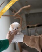 ARTHUR - MALE (PURCHASED by HADASSAH) - Image 2