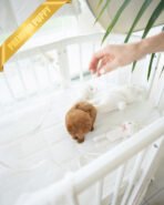 HENRI - MALE (PURCHASED by RONETTA) - Image 5