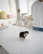 COCO - FEMALE (PURCHASED by TRIANA) - Image 5