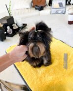 PIPER - MALE (PURCHASED by LINDSEY) - Image 2