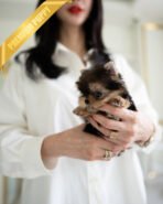 TOTO - MALE (PURCHASED by MONIKA)