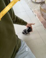 DEXTER - MALE (PURCHASED by CHRISTINE) - Image 5