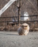 DIANA - FEMALE (PURCHASED by FERNANDO) - Image 5