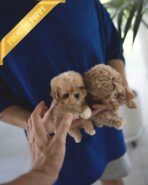 CAMILLE & OWEN - FEMALE & MALE (PURCHASED by ELVIRA) - Image 2