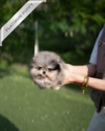 DIANA - FEMALE  (PURCHASED by TH) - Image 4