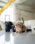 LALA - FEMALE (PURCHASED by KRISTEN) - Image 5