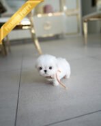 LUNA - FEMALE (PURCHASED by BLANCA)