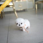 LUNA - FEMALE (PURCHASED by BLANCA)