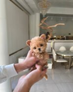 Mr. PICKLES - MALE (PURCHASED by CARY)