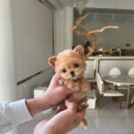 Mr. PICKLES - MALE (PURCHASED by CARY)