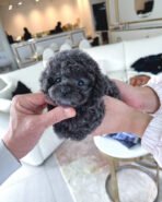 AGATHA - FEMALE (PURCHASED by JENS) - Image 2