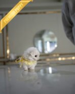 BENTLEY - MALE (PURCHASED by JAMES) - Image 5