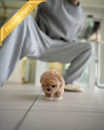 BISCUIT - MALE (PURCHASED by WILLIAM) - Image 6