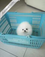 DIANA - FEMALE (PURCHASED by CHEN) - Image 2