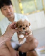 TOBY - MALE (PURCHASED by SHALLON)