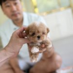 TOBY - MALE (PURCHASED by SHALLON)