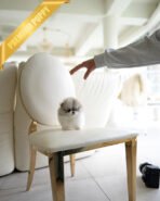 MARLENE - FEMALE (PURCHASED by ALEXANDRE) - Image 5