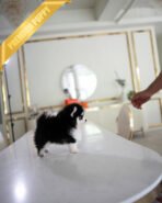 KODA - MALE (PURCHASED by SACHI) - Image 2