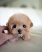 MOCHI - FEMALE (PURCHASED by JE)