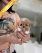 LYRA - FEMALE (PURCHASED by LARISSA) - Image 2