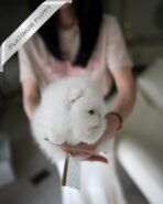 PUFFIN - FEMALE (PURCHASED by LILLIANE) - Image 4