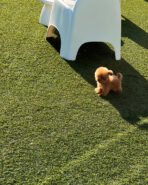 MILO - MALE (PURCHASED by NIKI) - Image 4