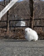 GIOVANNI - MALE (PURCHASED by ASHLYN) - Image 4