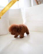 ISABELLA - FEMALE (PURCHASED by MAXIMILIAN) - Image 6