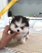 MILO - MALE (PURCHASED by CARLOS)