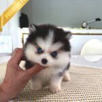 MILO - MALE (PURCHASED by CARLOS)