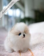 TIFFANY - FEMALE (PURCHASED by SONIA) - Image 3