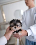 BAXTER - MALE (PURCHASED by DREAM) - Image 2