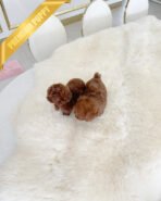 MONTY - MALE (PURCHASED by TAMARA) - Image 5