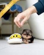 ANNIE - FEMALE (PURCHASED by VIOLETTA) - Image 3