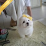 CHICO - MALE (PURCHASED by RT)