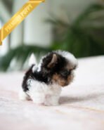 BRUNO - MALE (PURCHASED by NATASHA) - Image 4