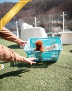 VELVET - FEMALE (PURCHASED by PRINCESS) - Image 4