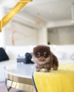 LYON - MALE (PURCHASED by EVI)