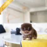 LYON - MALE (PURCHASED by EVI)