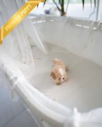 MELINA - FEMALE (PURCHASED by ANT) - Image 5