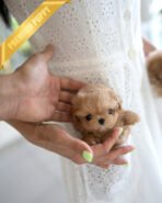 SKY - MALE (PURCHASED by OLIVIA) - Image 2