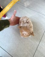 EWAN - MALE - Image 5