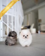 VICTORIA & DUCHESS - FEMALE - Image 3