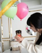 STELLA - FEMALE (PURCHASED by REBECA)