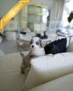 CHASE - MALE (PURCHASED by JAY)