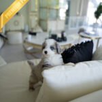 CHASE - MALE (PURCHASED by JAY)