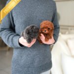 COCO - FEMALE (PURCHASED by CHO)